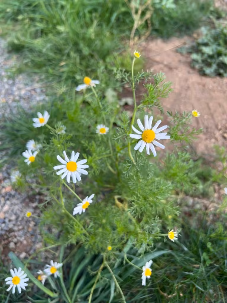 Stinking chamomile