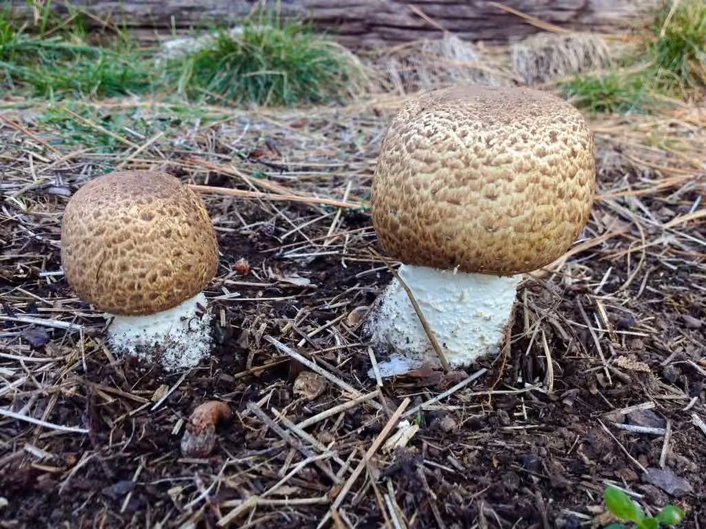 Agaric auguste, photo 3 sur 5