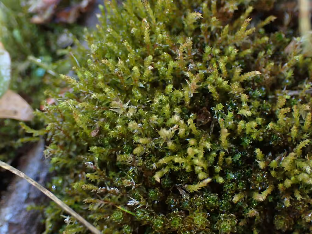 Blunt-bud Thread-moss, photo 2 of 5