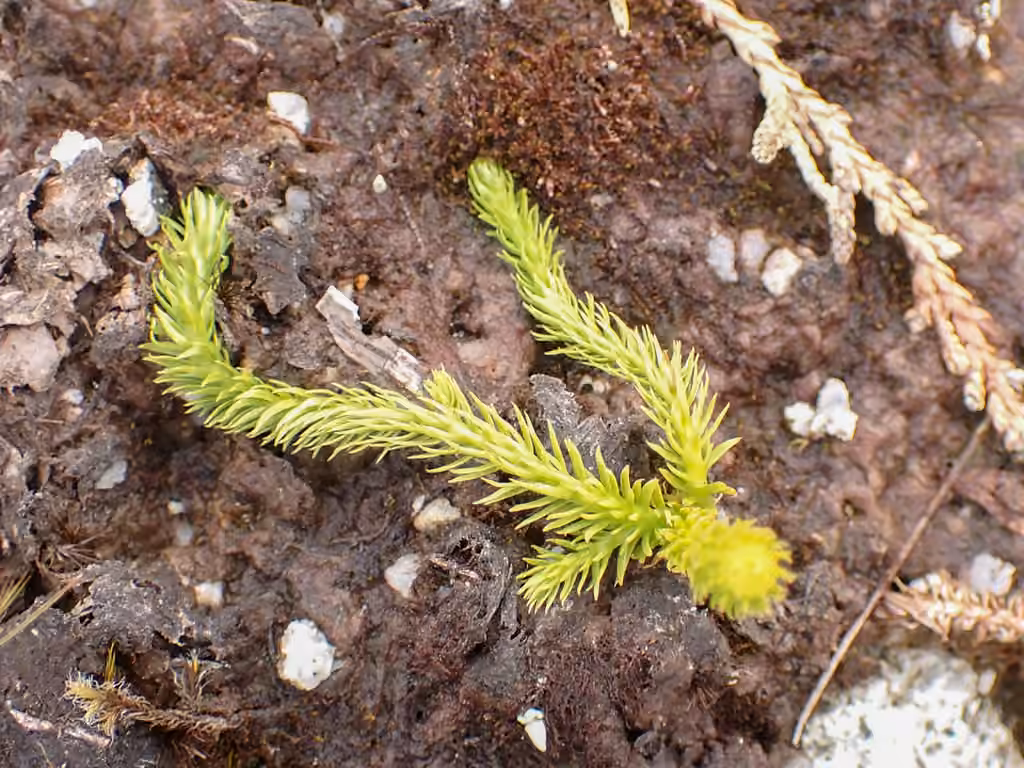 Lycopode inondé, photo 3 sur 5