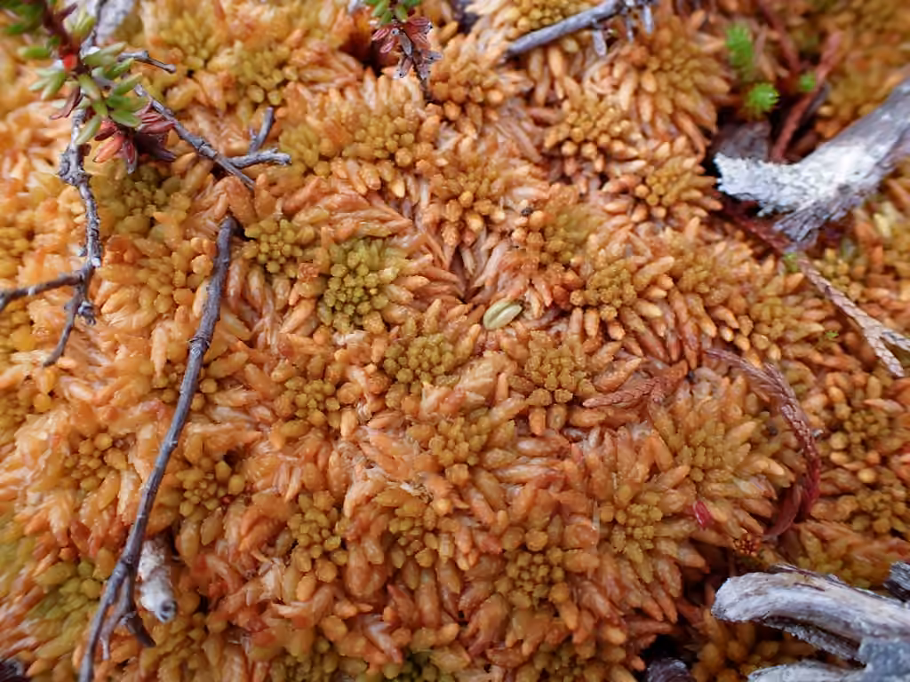 Austin's sphagnum, photo 1 of 5