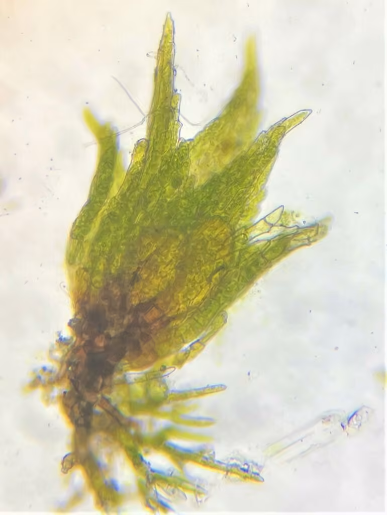 Éphémère épineux, photo 2 sur 5