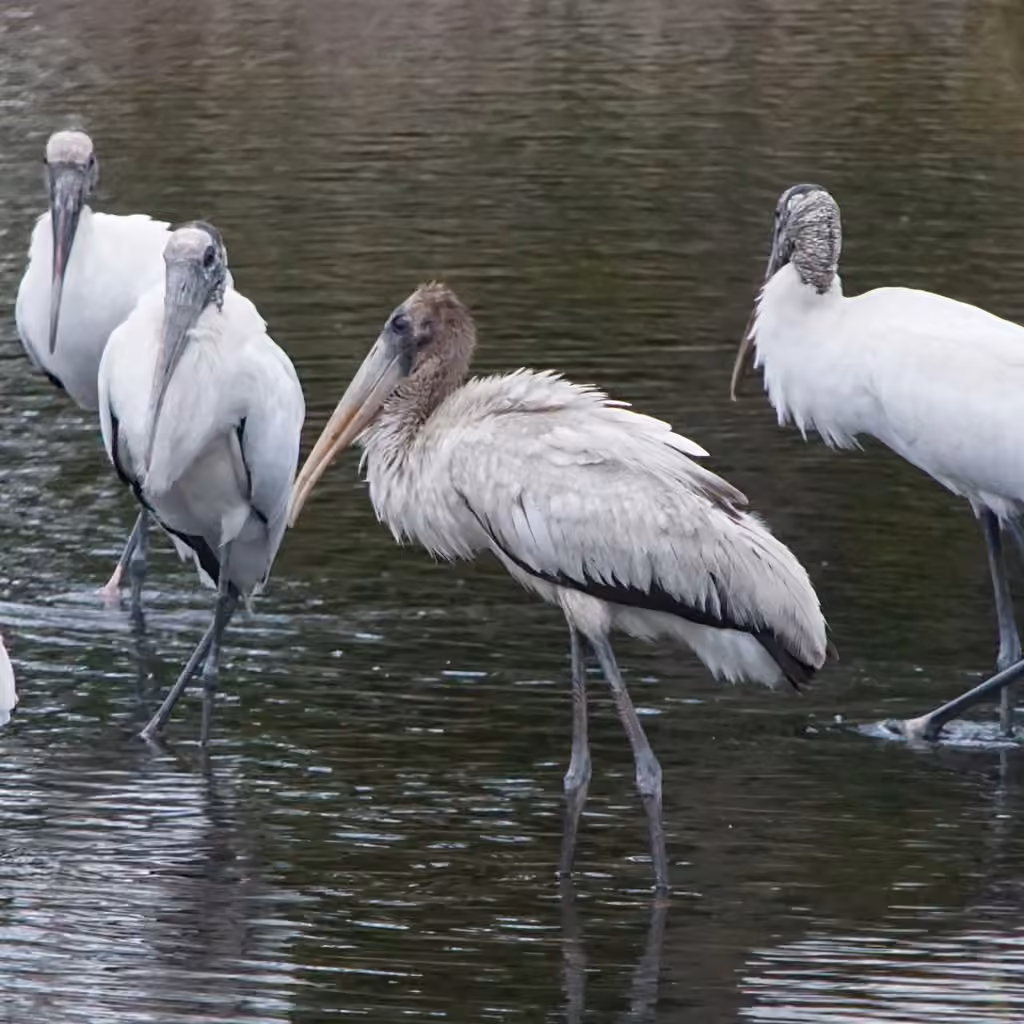 Wood Stork, Juvenile