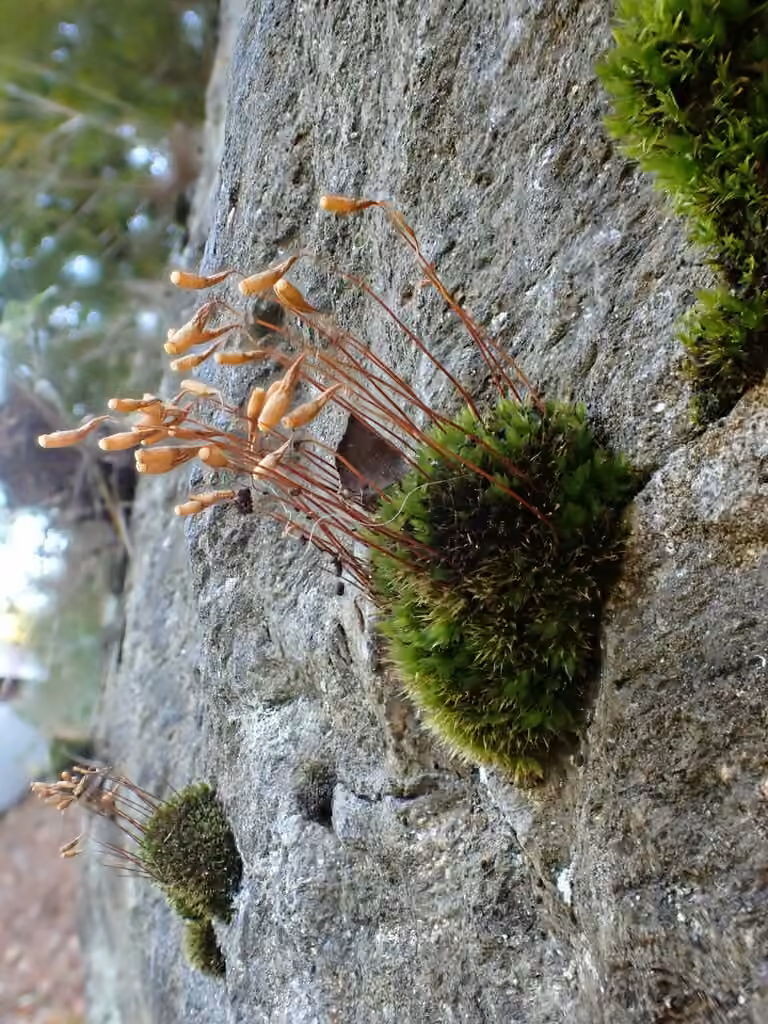 Bryum commun