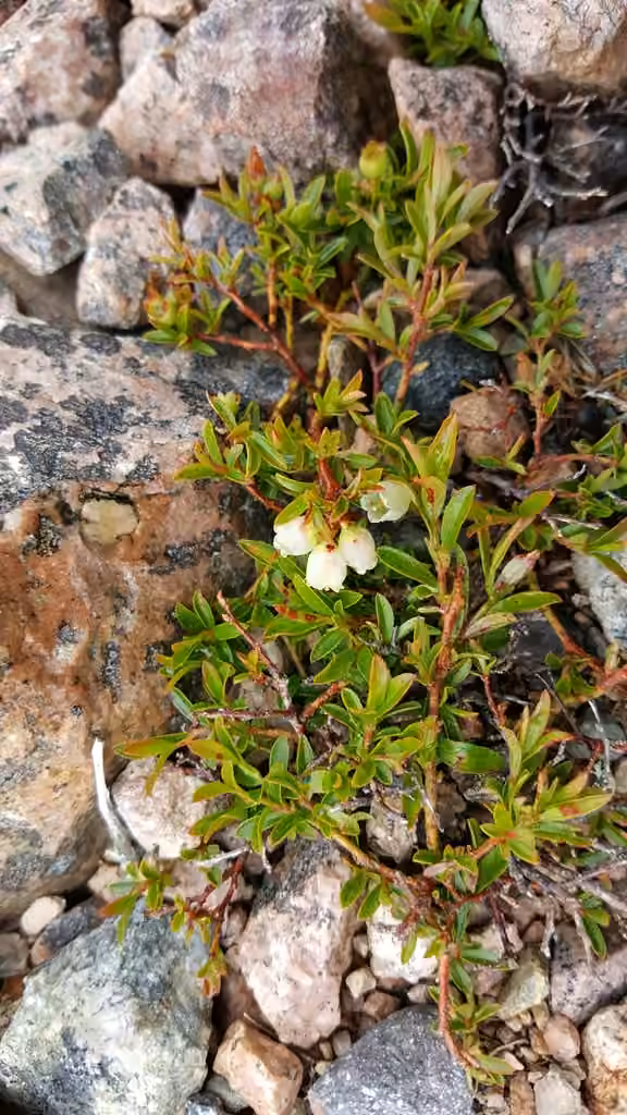 Bleuet boréal, En fleurs