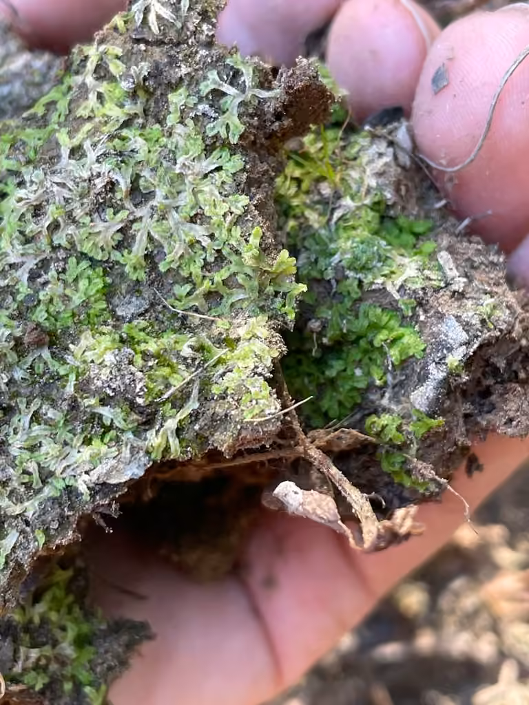 Violet Crystalwort, photo 2 of 5