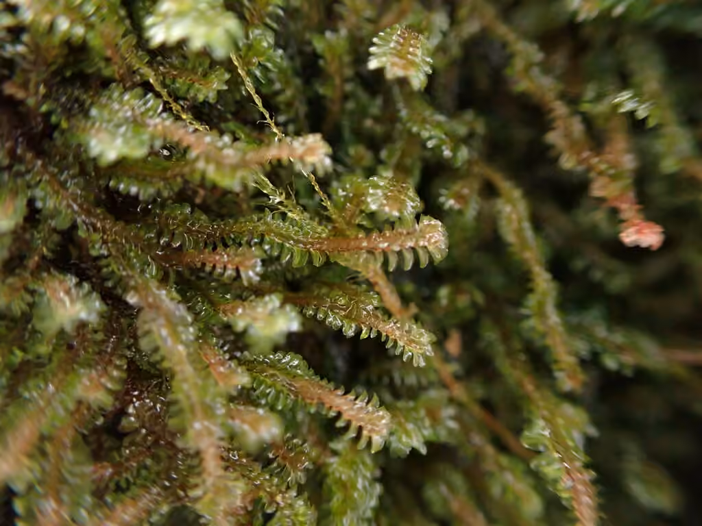 White Earwort