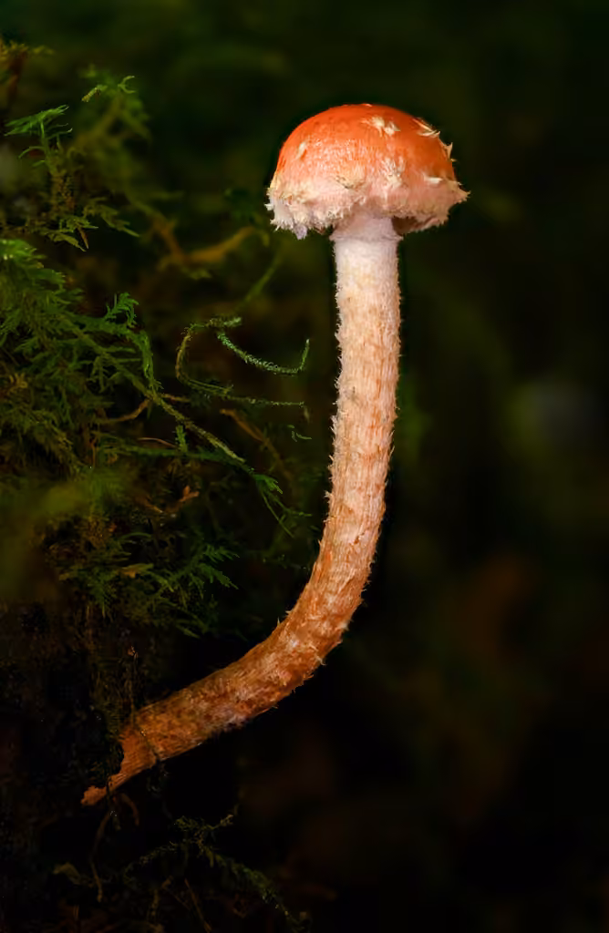 Red-cap Psilocybe, photo 3 of 5