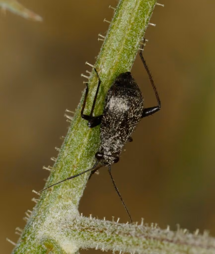 jumping plant bug, photo 1 of 5