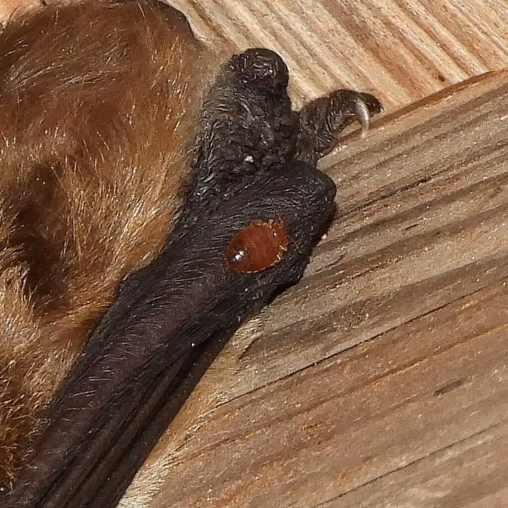 Eastern Bat Bug, photo 2 sur 5