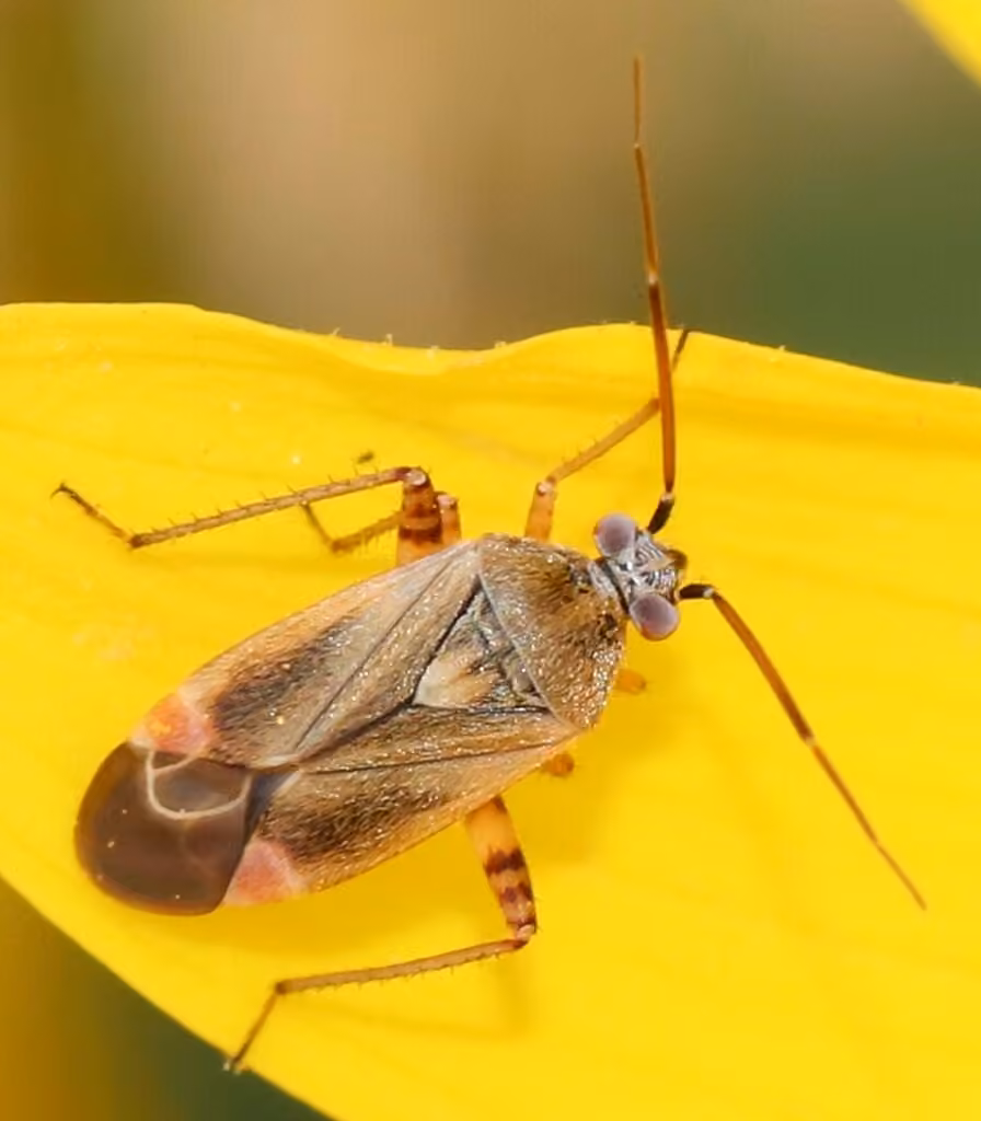 Red-spotted Aster Mirid, photo 1 sur 5