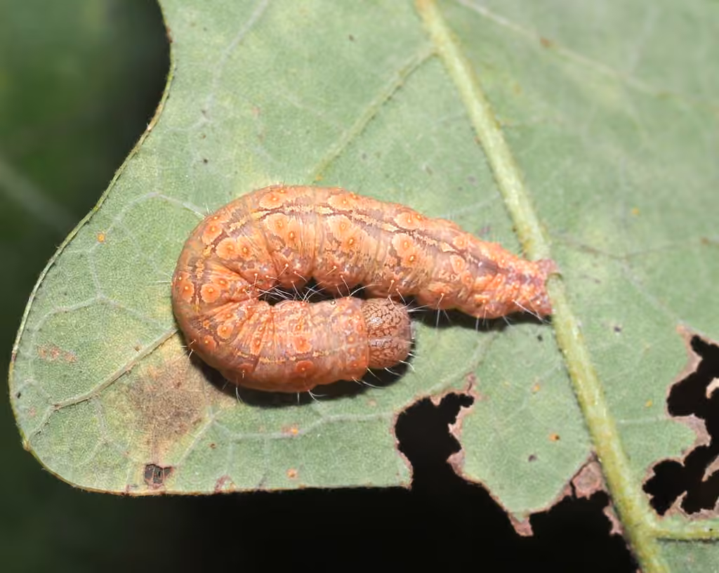 Eclipsed Oak Dagger, Chenille