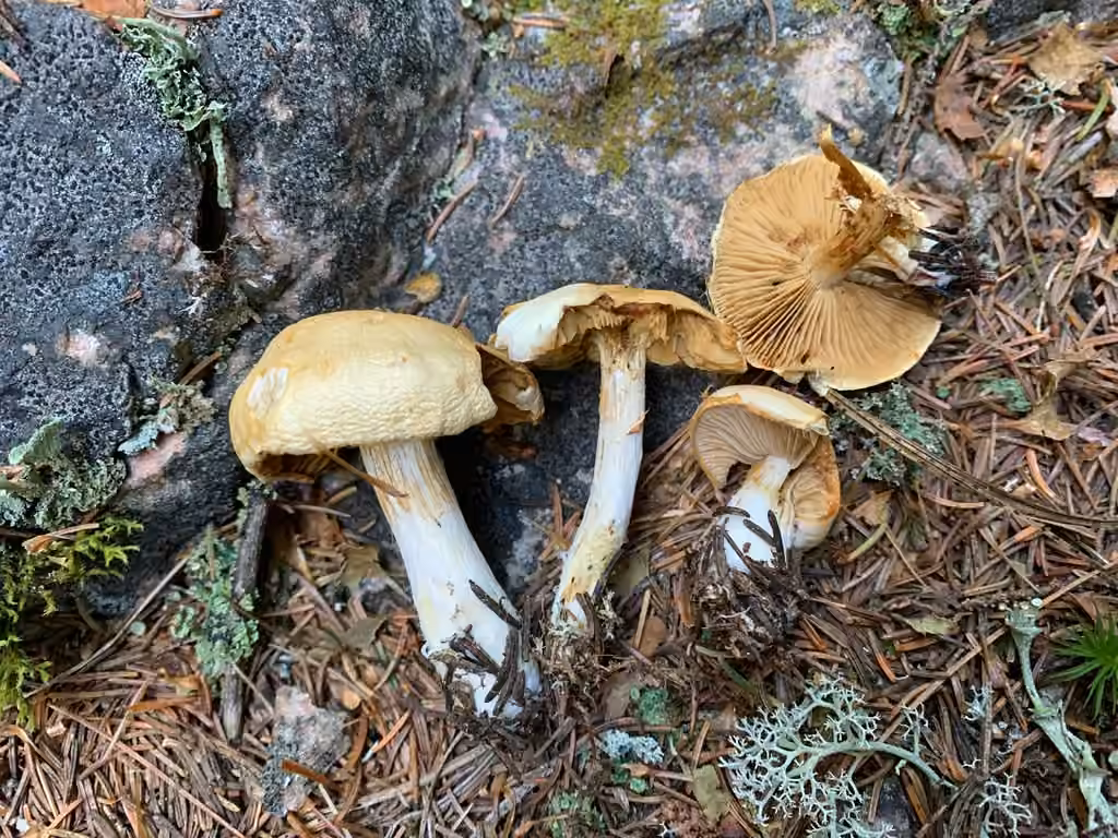 Cortinarius malachius, photo 2 sur 5