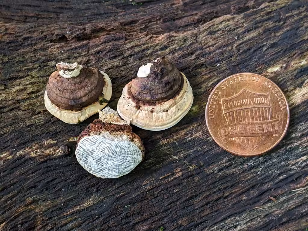 Perenniporia ohiensis