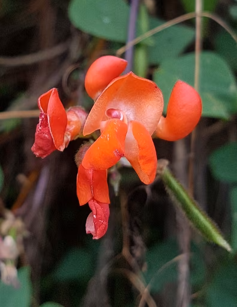 Scarlet runner
