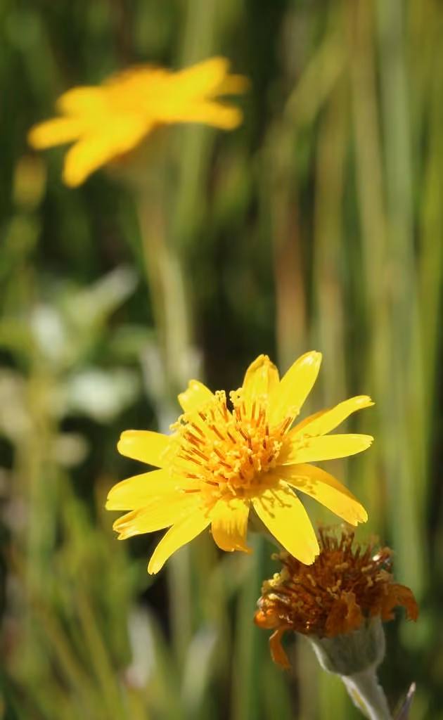 Chamisso arnica, In fruit