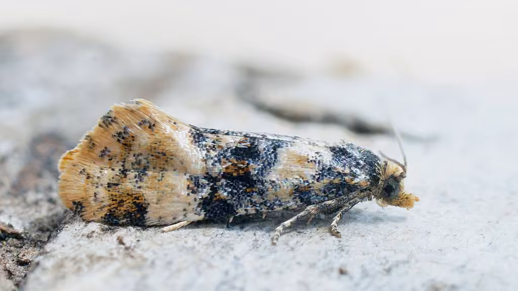 Birch Conch, photo 2 of 5