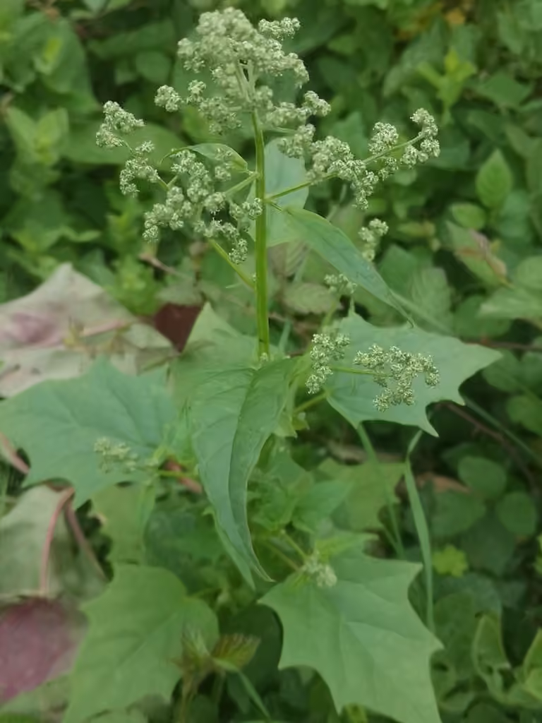 Mapleleaf goosefoot, In flower