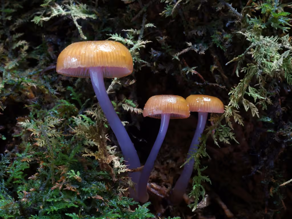 Chromosera lilacifolia, photo 3 sur 5