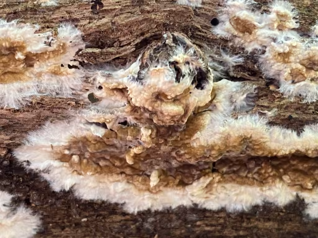 Coniophore des caves