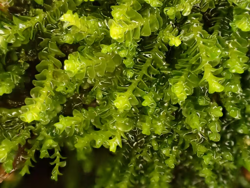 Jongermanne à feuilles obovées