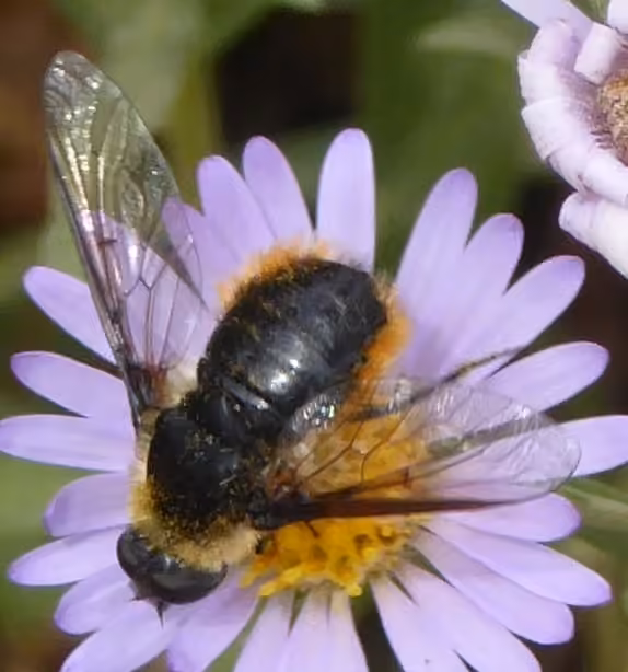 Tawny-tailed Bee Fly, photo 2 of 5