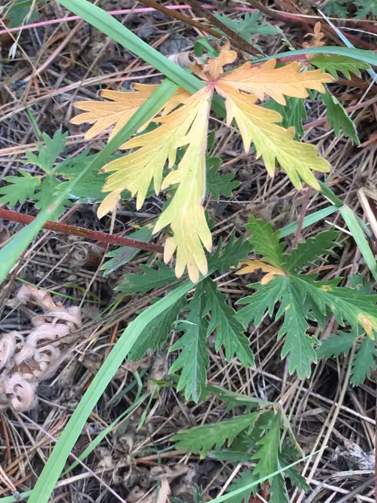 Slender cinquefoil, In fruit