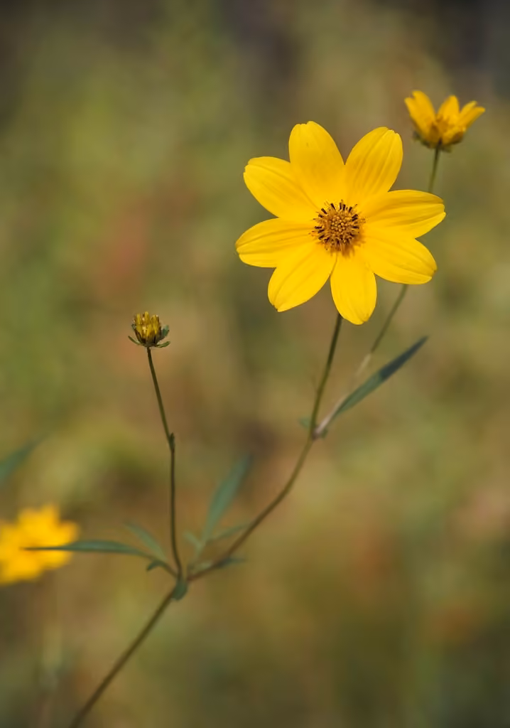 Crowned beggarticks, photo 1 of 5