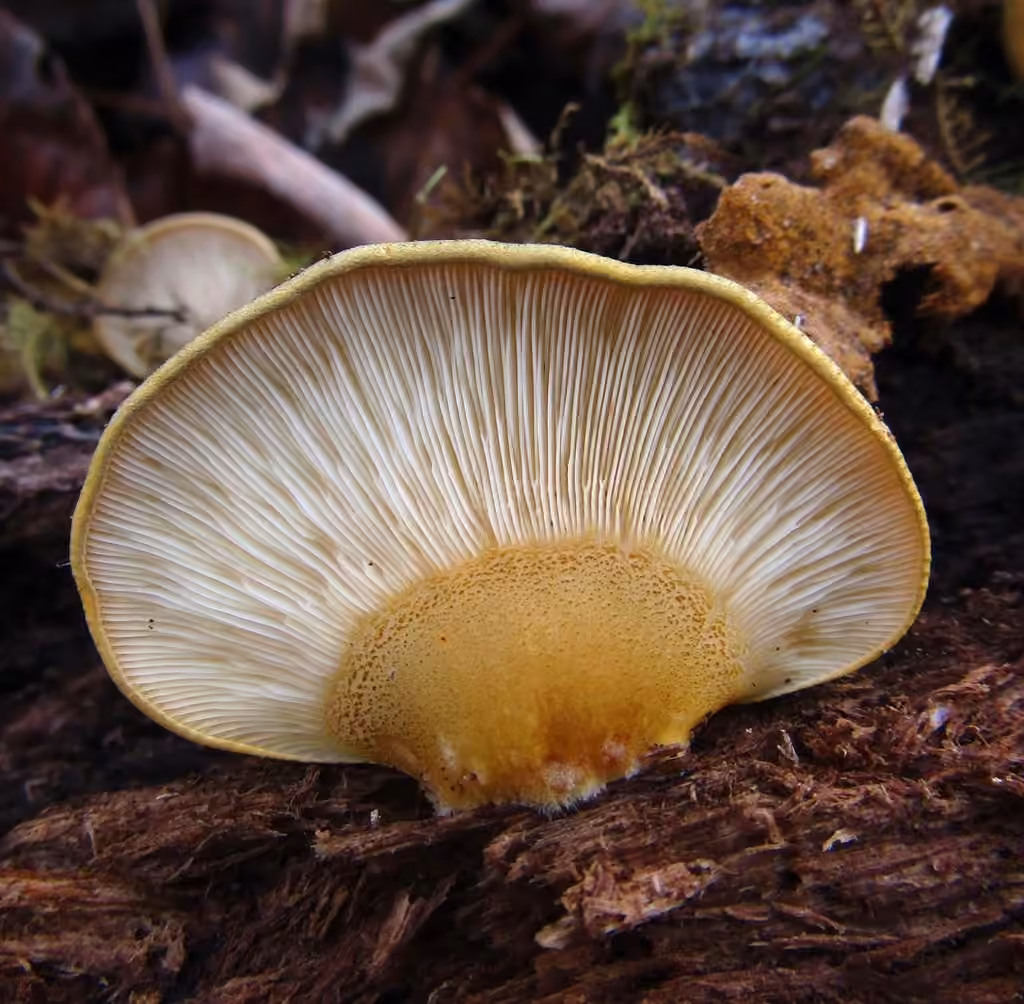 Pleurote tardif