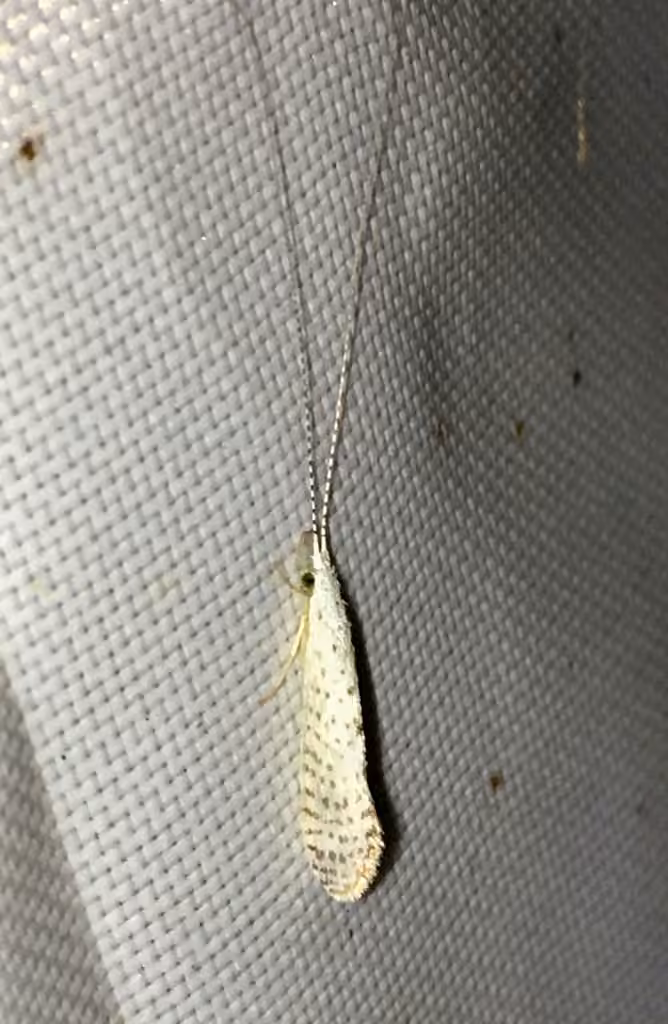 Leptocère rayonnant, photo 3 sur 5