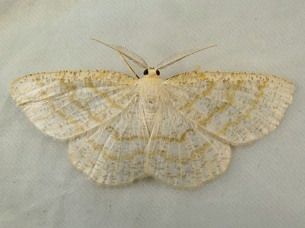 Yellow-dusted Cream Moth, photo 1 sur 5