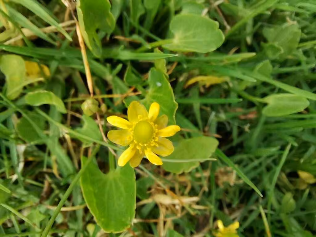 Renoncule cymbalaire, En fleurs