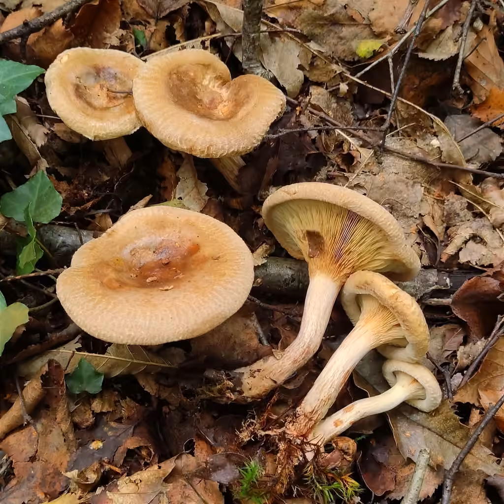 Paxille enroulé