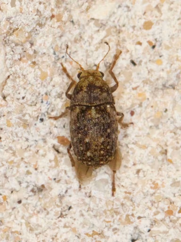 Coffee bean weevil, photo 2 of 5