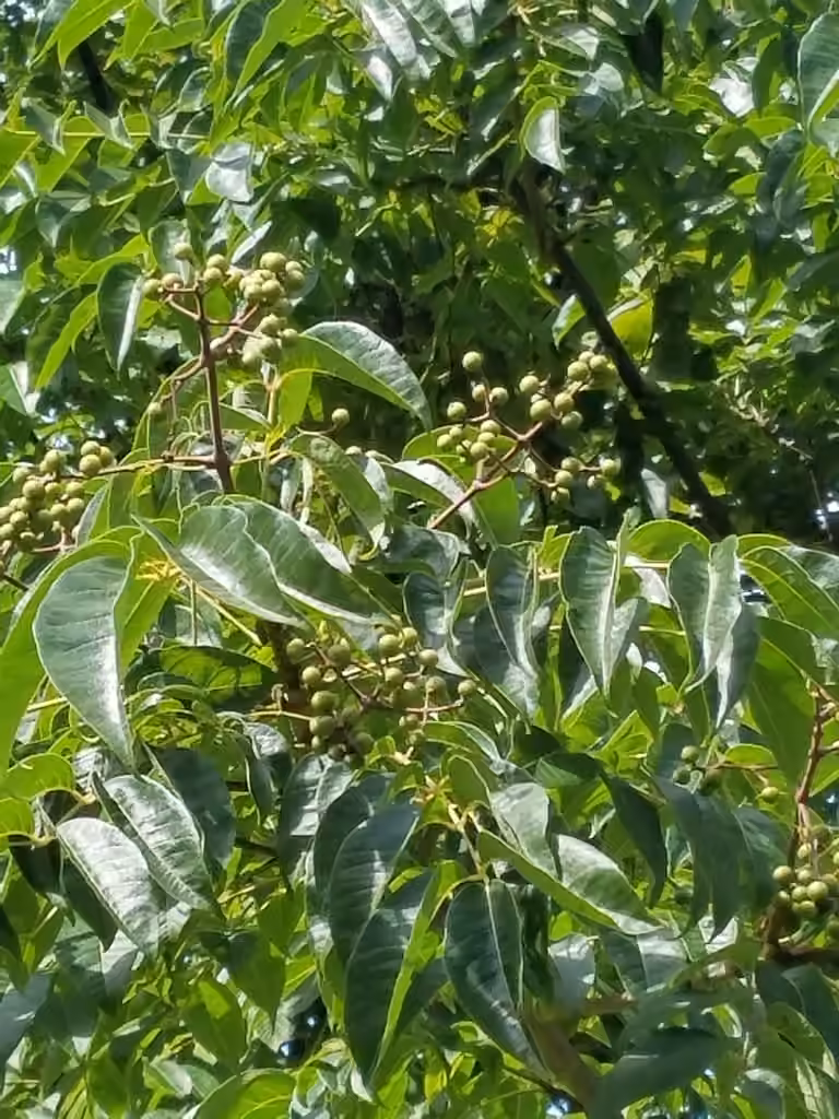 Phellodendron de l'Amour, En fruits