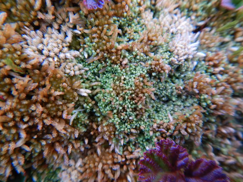 Marsh Notchwort, photo 2 of 5