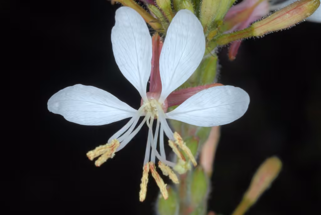 Gaura bisannuel, photo 3 sur 5