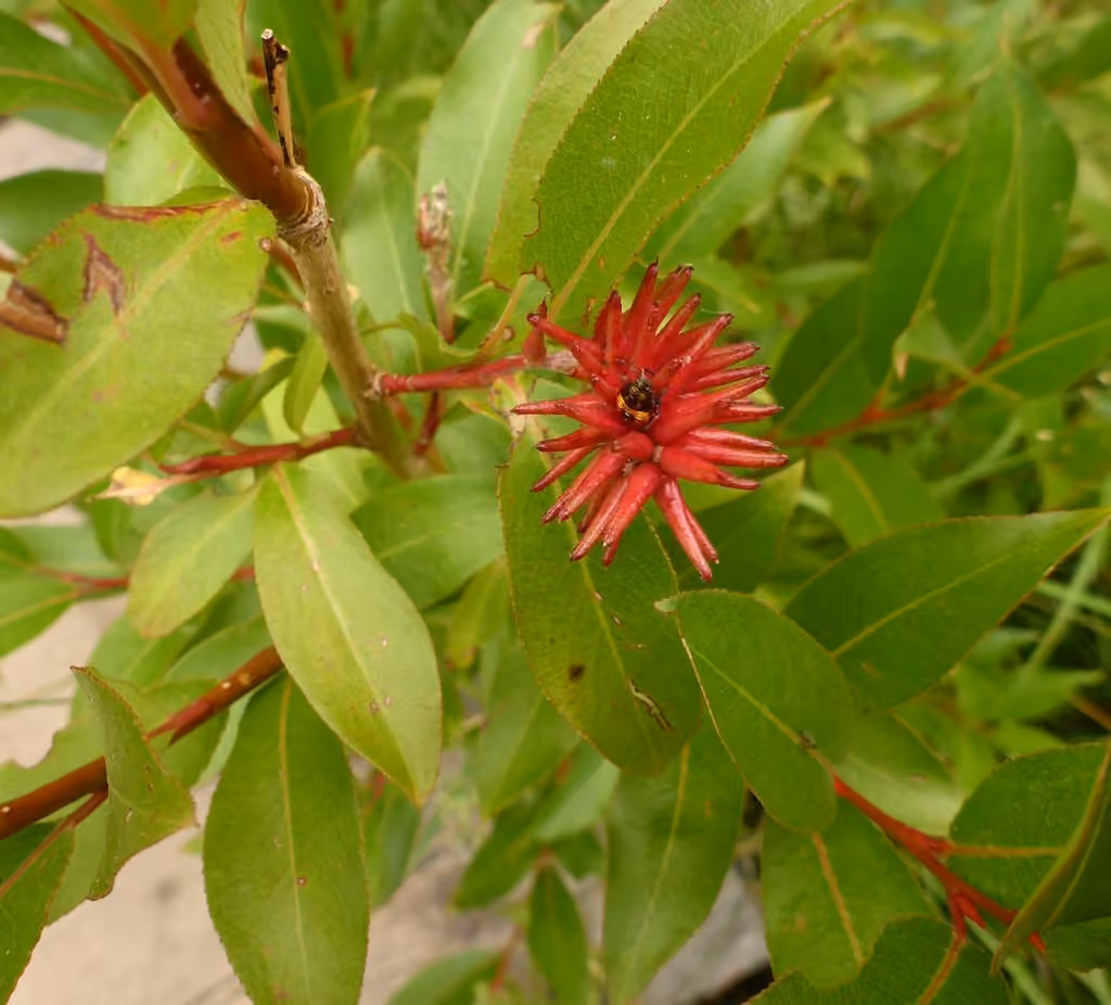 Saule très tardif, En fruits