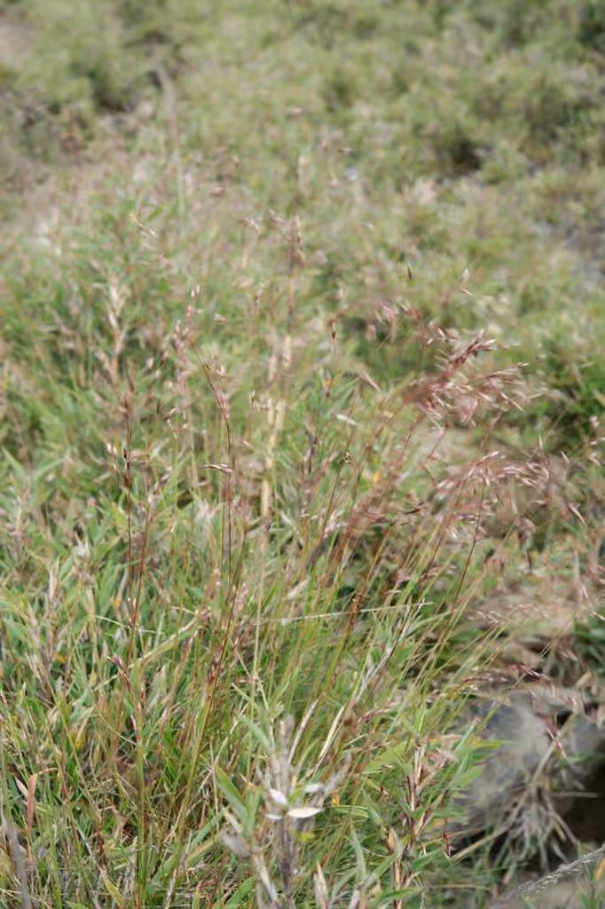 Wavy hairgrass, In fruit