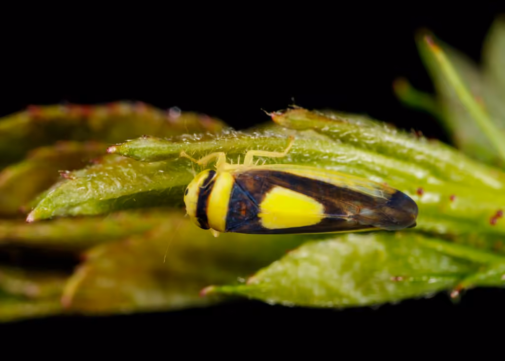 Saddled Leafhopper, photo 2 of 5
