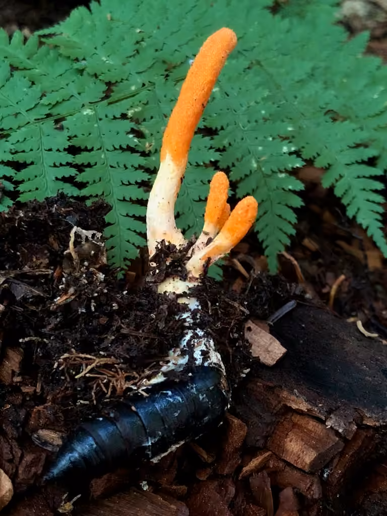 Cordyceps militaire