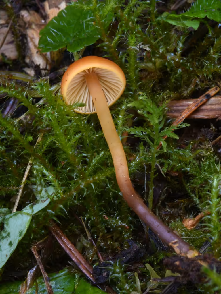 Mythicomyces corneipes, photo 3 sur 5