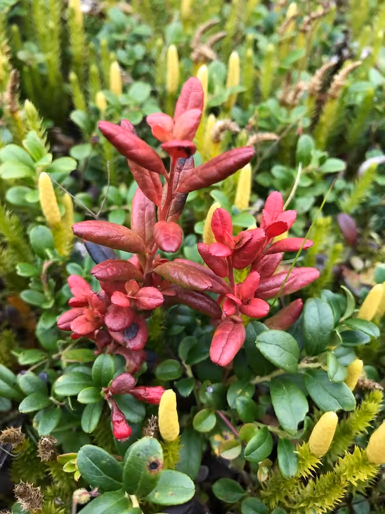 Exobasidium splendidum