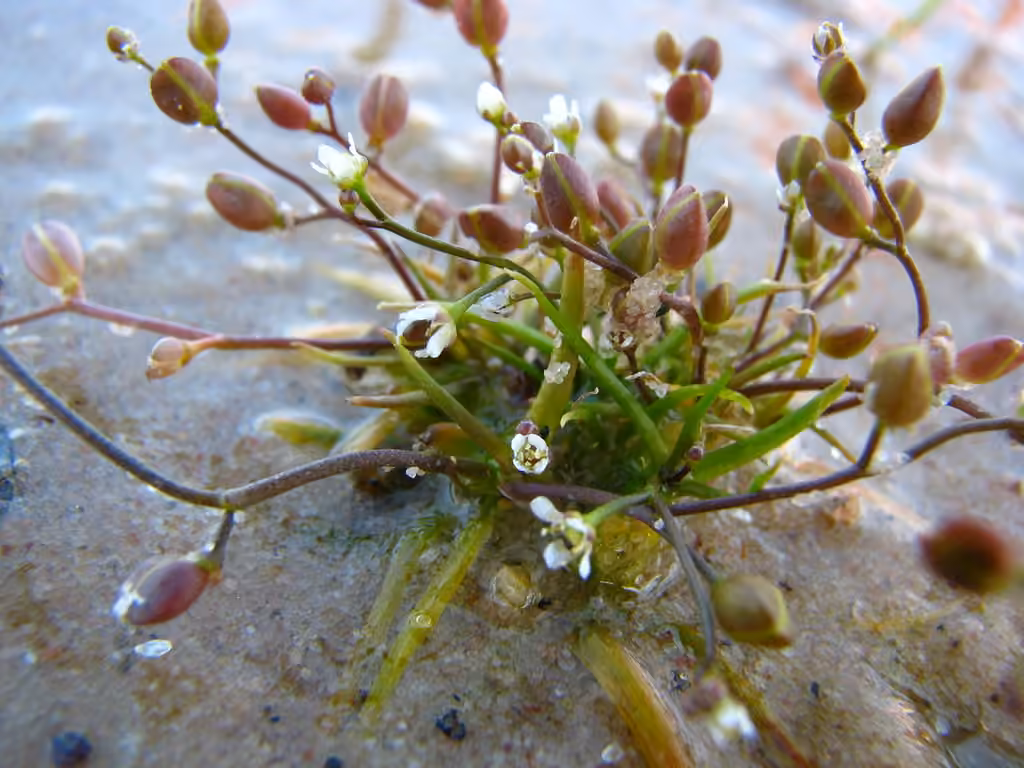 Subulaire aquatique, En fleurs