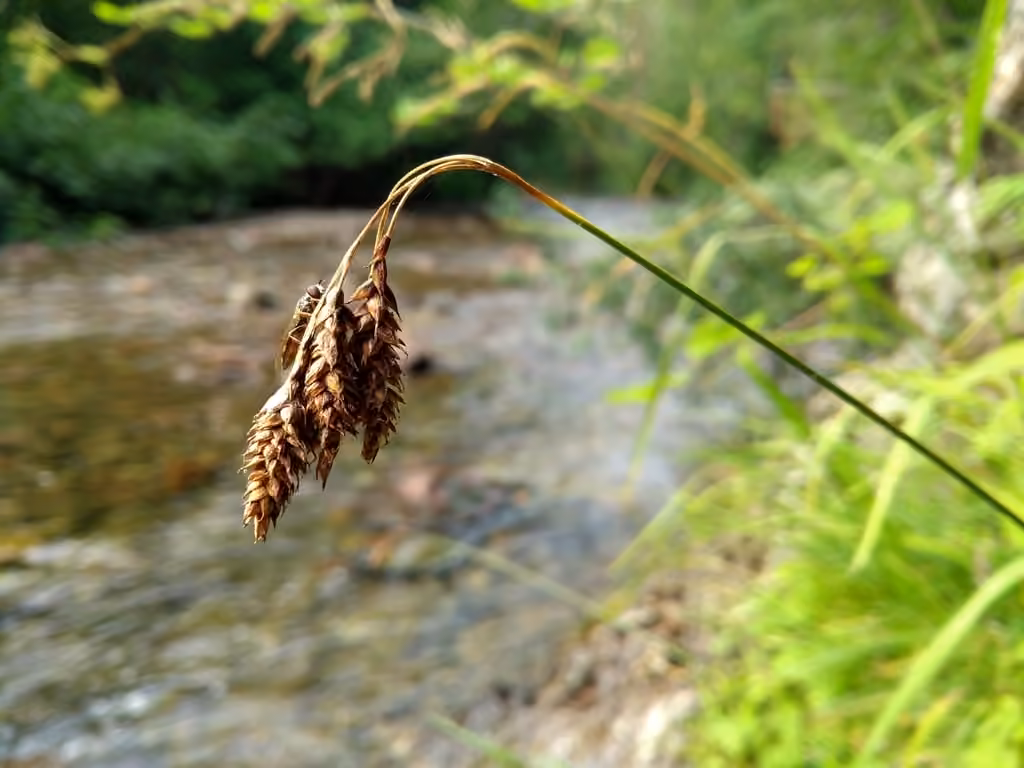 Black sedge, photo 1 of 5