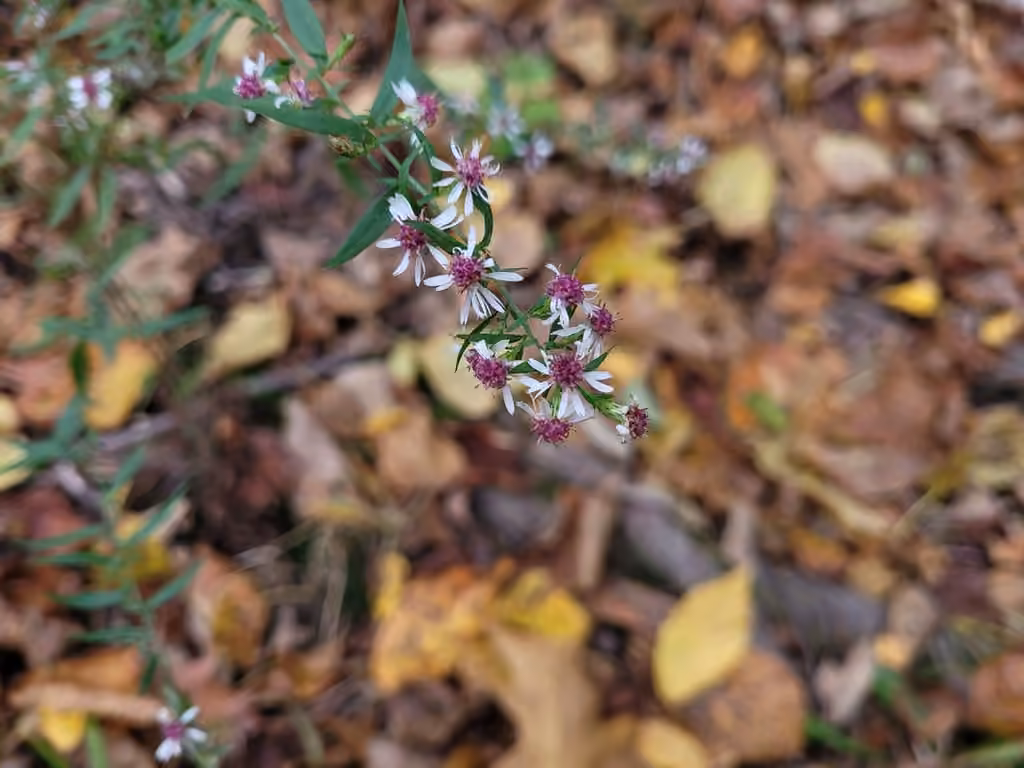 Aster latériflore, En fruits