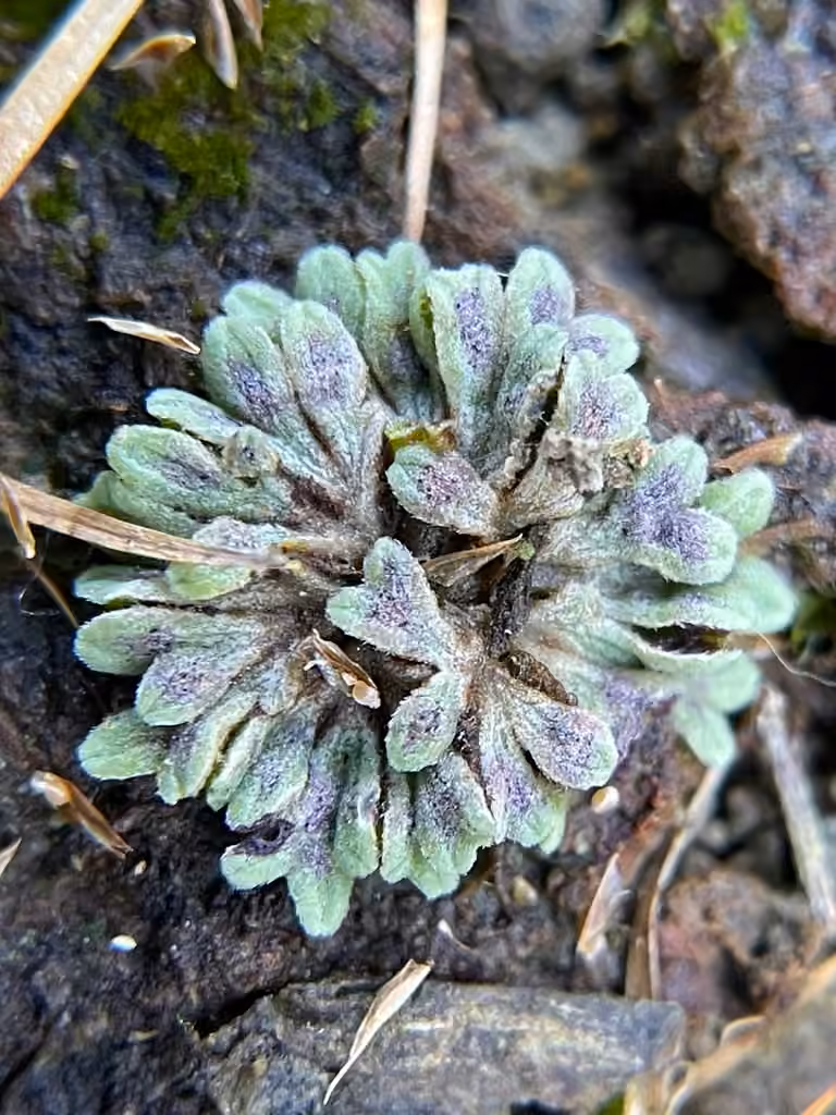Purple Crystalwort, photo 3 of 5