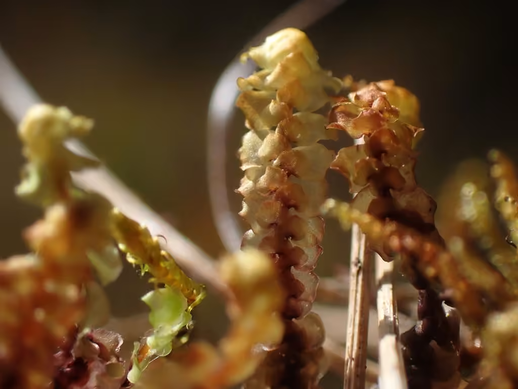 Floppy Earwort, photo 2 of 5