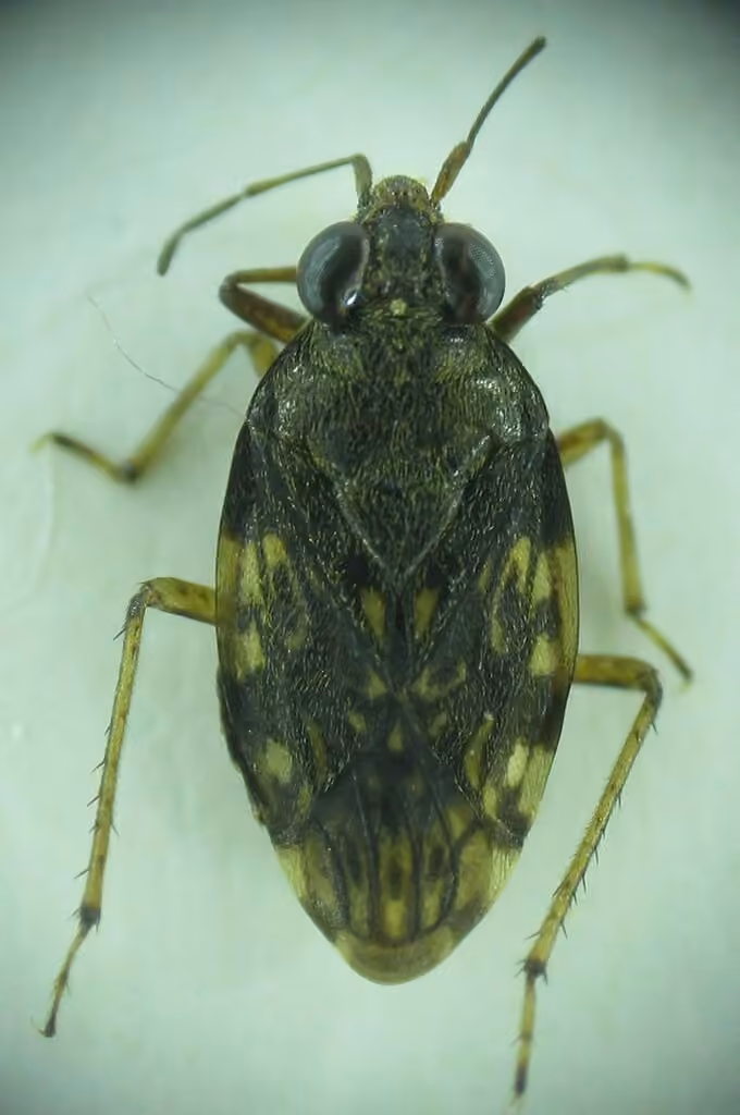 Common shorebug