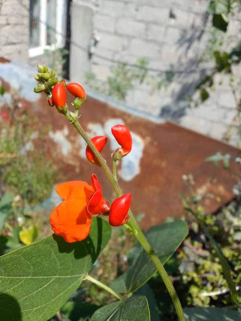 Scarlet runner, In fruit
